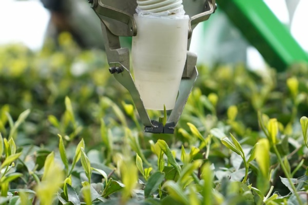 重庆邮电大学朱浩教授团队研发采茶机器人：2 秒采摘一片叶