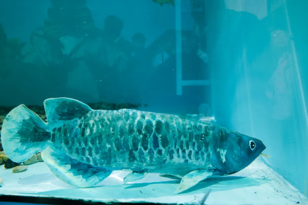 智能软体仿生观赏鱼“金鳞”亮相，在水族馆、公园有望“以假乱真”