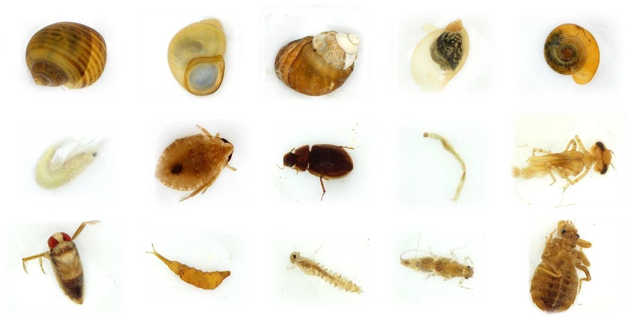 中国科学院成功研发出底栖动物智能识别系统：准确率达 90% 以上，全程高度自动化